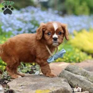 Mr. Bentley, Cavalier King Charles Spaniel Puppy